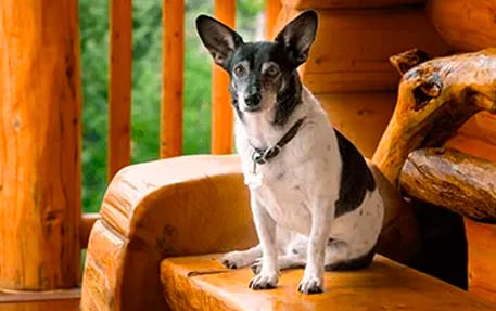 Pet Friendly Cabins callout