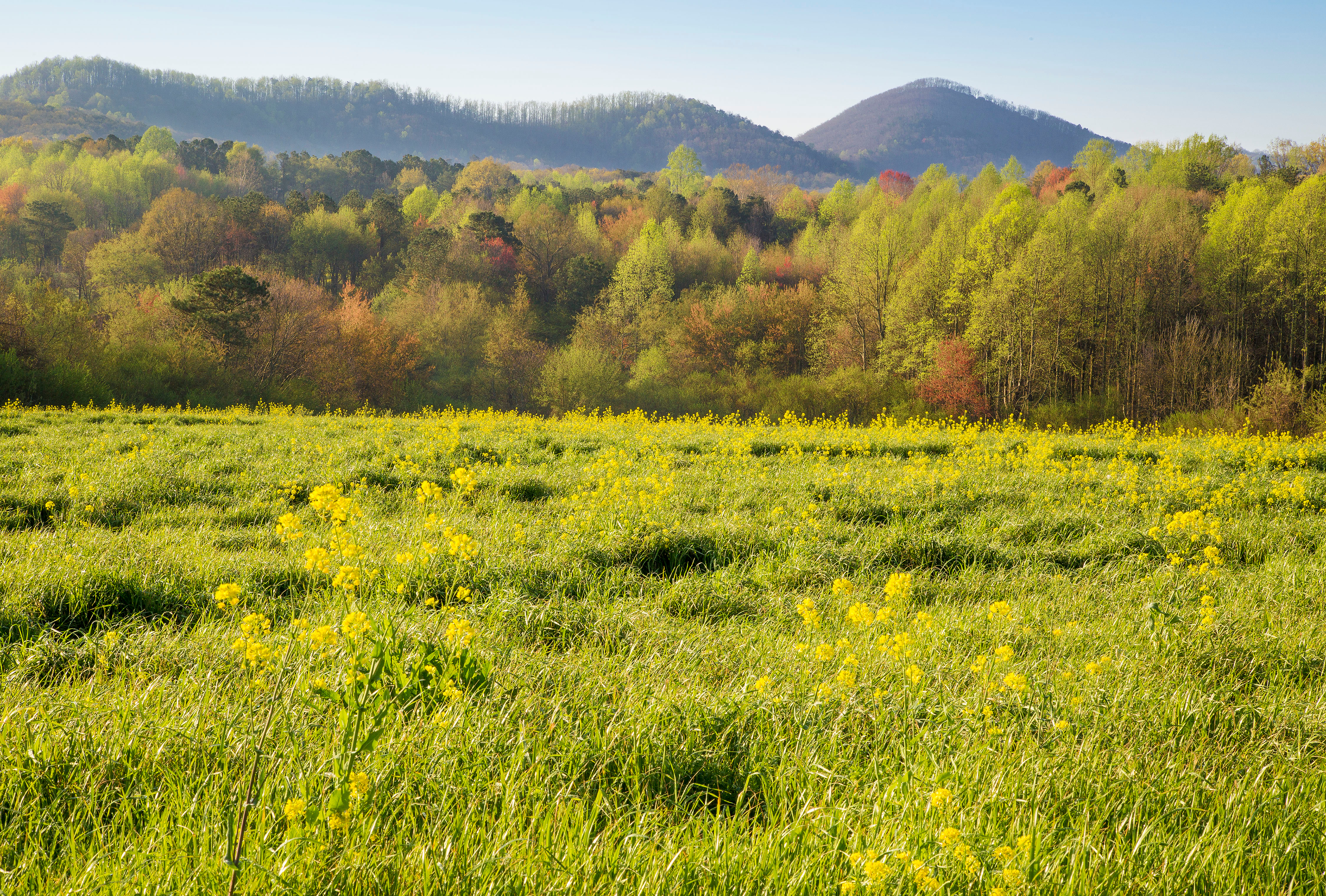 Field in Jasper GA