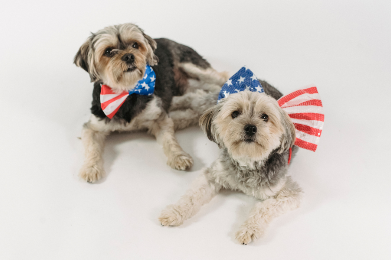 Two dogs wearing 4th of July Items