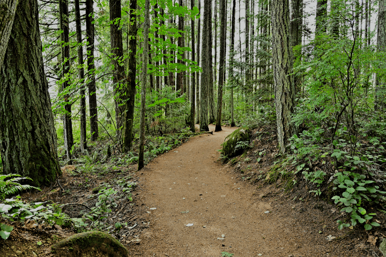 Andrews Cove Trail