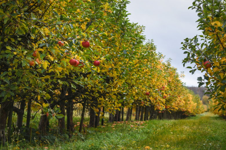 Apple Orchard in Georgia