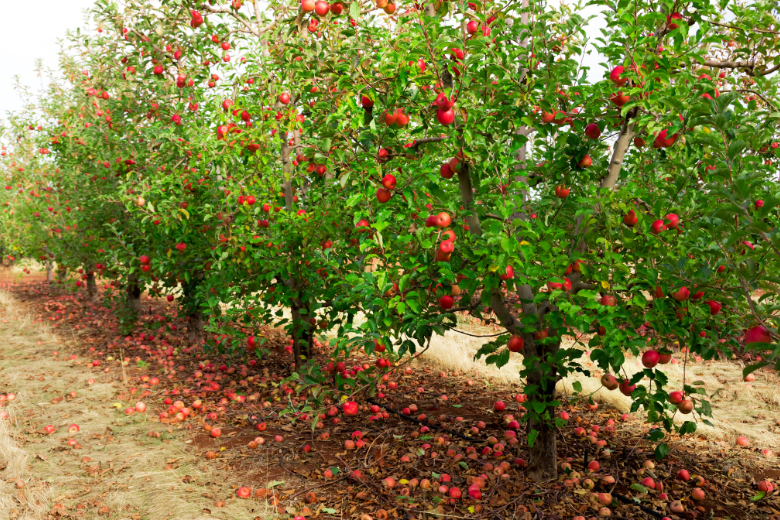 Apple Trees in Orchard
