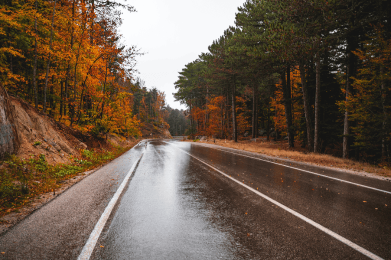 Road Cutting Trough Tress in Fall