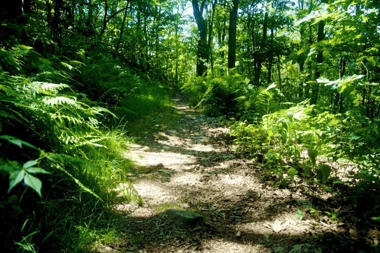 Benton MacKaye Trail