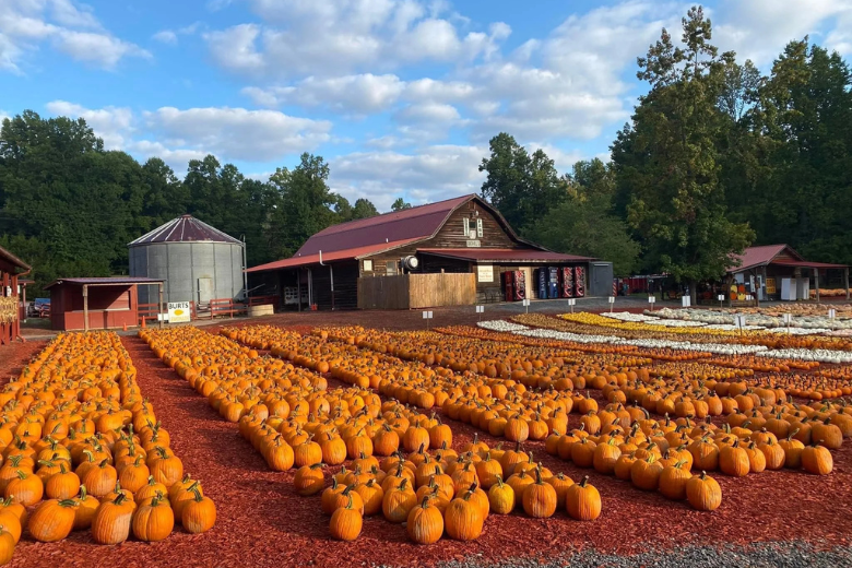 Rows of Pumpkins at Farm