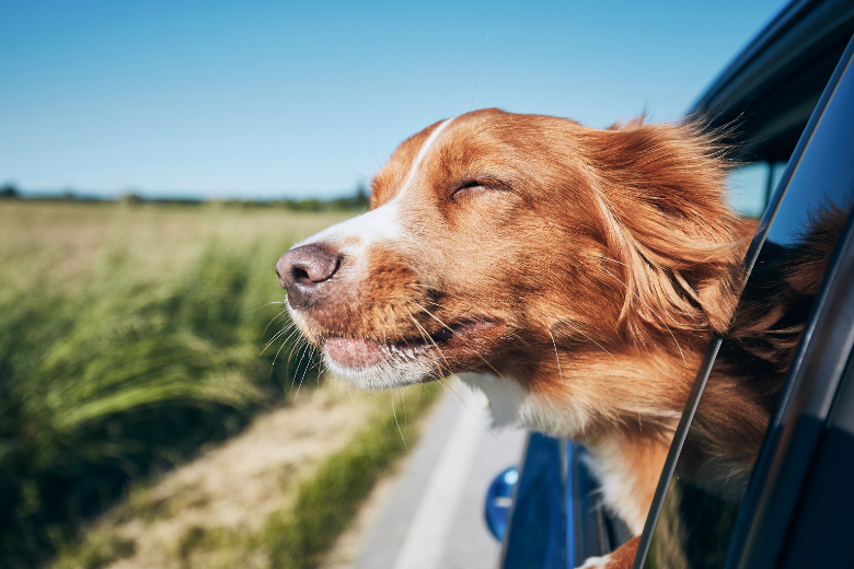 Dog Hanging Out Car Window
