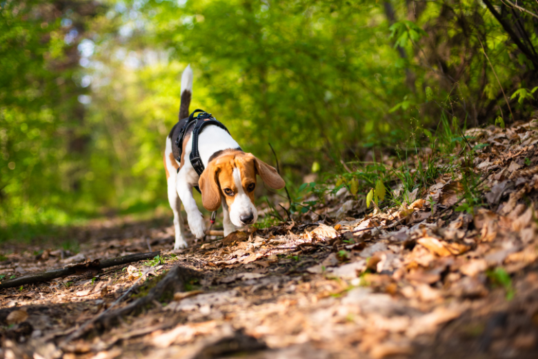 Dog Sniffing Along Trail In Woods