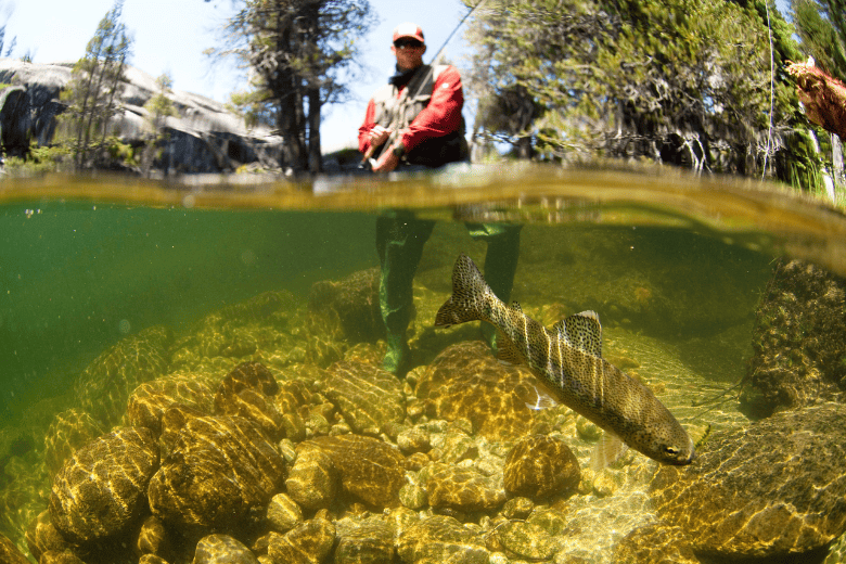 Fish and Fisherman in River