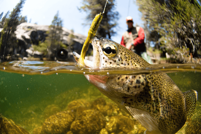 Fly Fishing with Fish