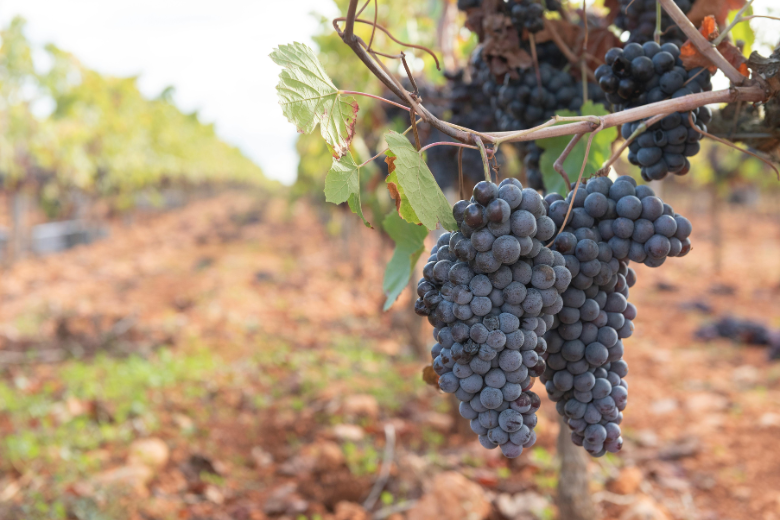 Grapes on Vine at Vineyard in GA