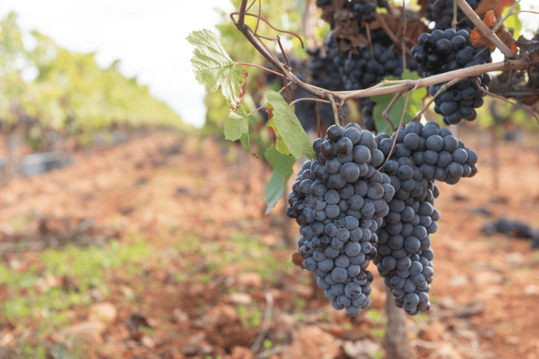 Grapes on Vine at Vineyard in GA
