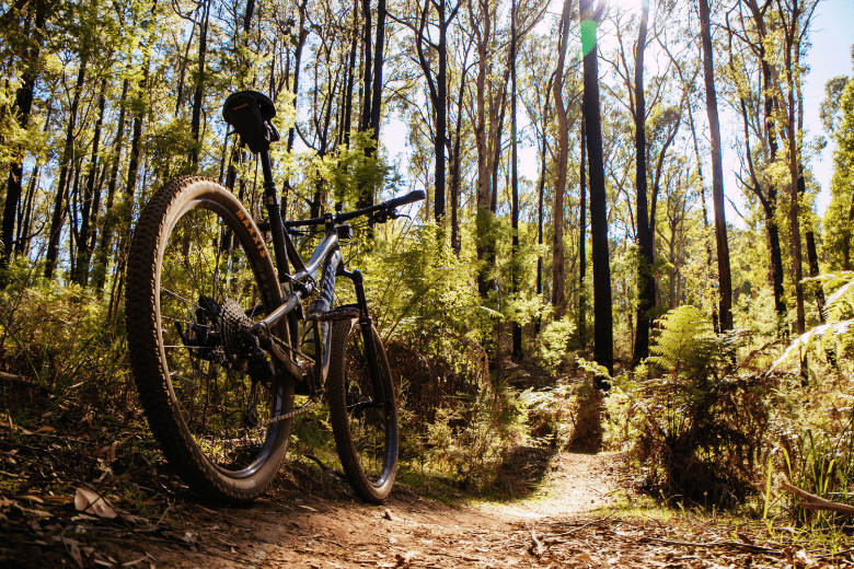 Nottely Reservoir Trail
