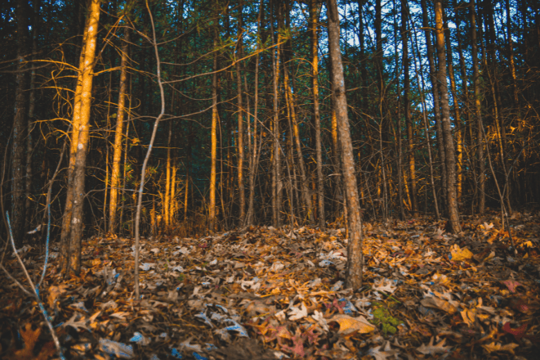 Rich Mountain Wilderness