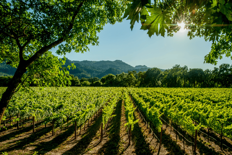 Rows of Grape Plants for Wine