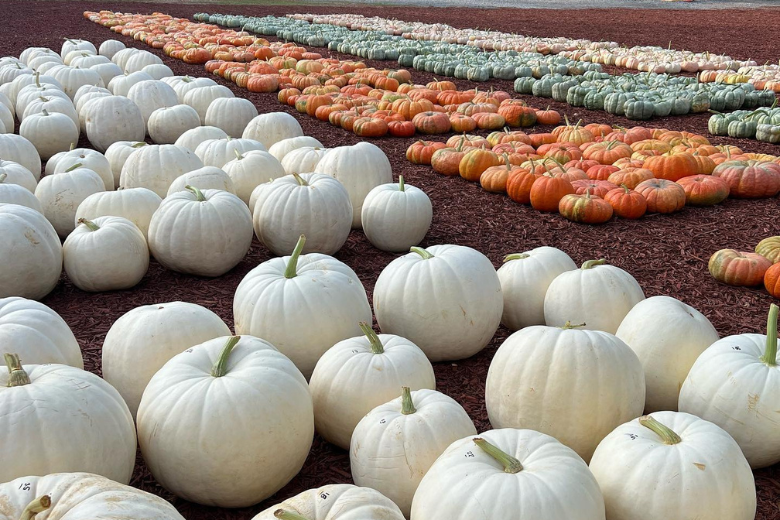 Colored Pumpkins for Sale: White, Green & Spotted