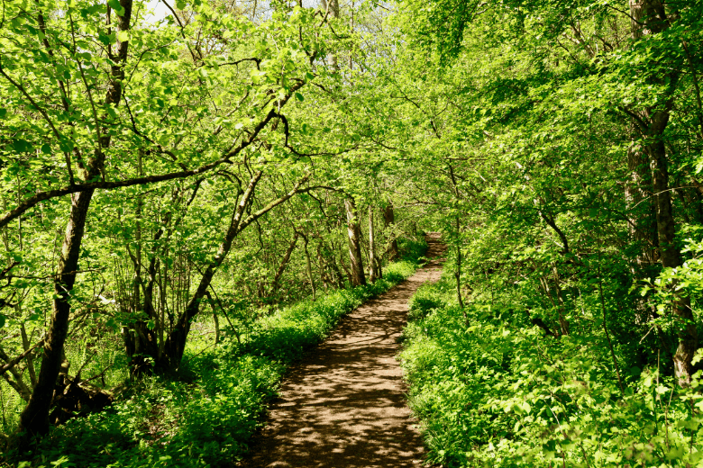 Wilderness Trail